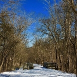 woods with snow