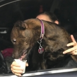 puppuccino